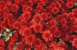 Chrysanthemum sferice de plantare, cultivare, îngrijire, fotografii soiuri (sferice) Chrysanthemum sferice de plantare, cultivare, îngrijire, fotografii soiuri