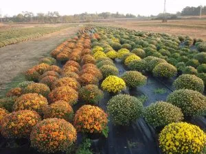 Chrysanthemum plantare sferice, cultivare, îngrijire, fotografii soiuri (cultivare crizantema sferice și de întreținere) Chrysanthemum sferice de plantare, cultivare, îngrijire, fotografii soiuri