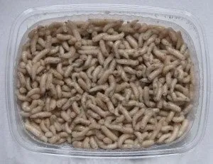 viermilor de depozitare la domiciliu - pescuit pe alimentatorul (condiții) viermilor de depozitare la domiciliu - pescuit pe alimentatorul