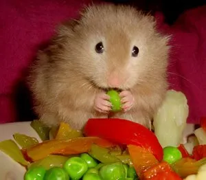 Hamsterii la deficiențe la domiciliu, îngrijire, hrănire și reproducere