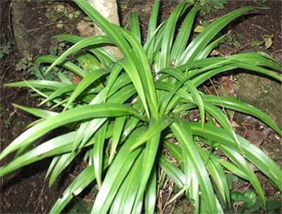 Chlorophytum - îngrijire la domiciliu (de ingrijire) Chlorophytum - îngrijire la domiciliu
