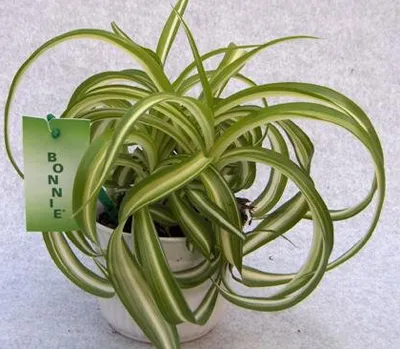 Chlorophytum - fotografie Chlorophytum, condițiile de creștere, îngrijire și propagare