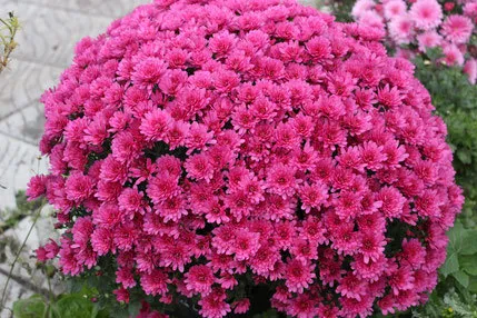 Chrysanthemum sferice de plantare, cultivare, îngrijire, fotografii soiuri (în creștere) Chrysanthemum sferice de plantare, cultivare, îngrijire, fotografii soiuri