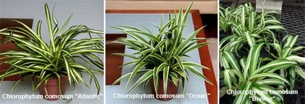 Chlorophytum - îngrijire la domiciliu (condiții) Chlorophytum - îngrijire la domiciliu