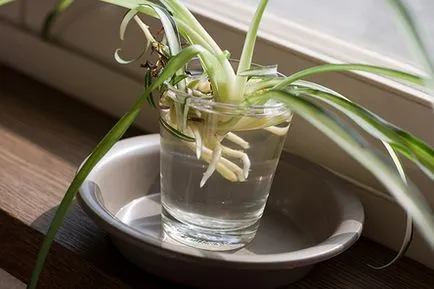 Chlorophytum - fotografie Chlorophytum, condițiile de creștere, îngrijire și propagare