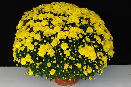 Chrysanthemum de plantare sferice, cultivare, îngrijire, fotografii soiuri (de îngrijire) Chrysanthemum sferice de plantare, cultivare, îngrijire, fotografii soiuri