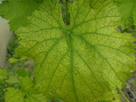 Cloroza - o fotografie clorozei în plante - tratamentul cloroza
