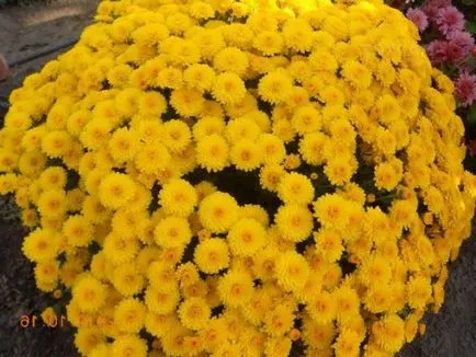 Chrysanthemum plantare sferice, cultivare, îngrijire, fotografii soiuri (cultivare crizantema sferice și de întreținere) Chrysanthemum sferice de plantare, cultivare, îngrijire, fotografii soiuri