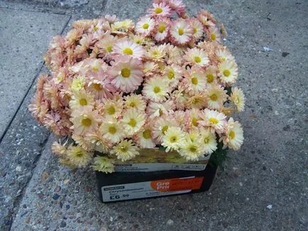 Chrysanthemum de plantare sferice, cultivare, îngrijire, fotografii soiuri (plantare) Chrysanthemum sferice de plantare, cultivare, îngrijire, fotografii soiuri