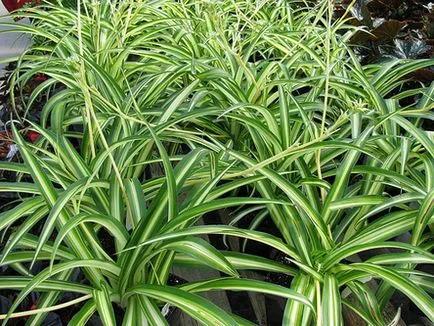 Chlorophytum - fotografie Chlorophytum, condițiile de creștere, îngrijire și propagare