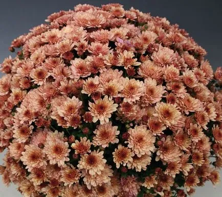 Chrysanthemum sferice de plantare, cultivare, îngrijire, fotografii soiuri (sferice) Chrysanthemum sferice de plantare, cultivare, îngrijire, fotografii soiuri