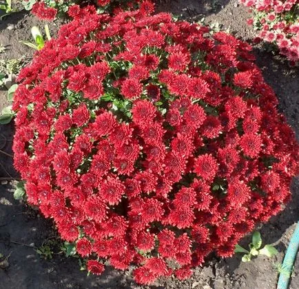 Chrysanthemum de plantare sferice, cultivare, îngrijire, fotografii soiuri (plantare) Chrysanthemum sferice de plantare, cultivare, îngrijire, fotografii soiuri