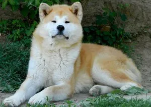 Japoneză istoria Akita câine rasa, descrierea fizică și harkter, conținutul și prețul Ino Akita