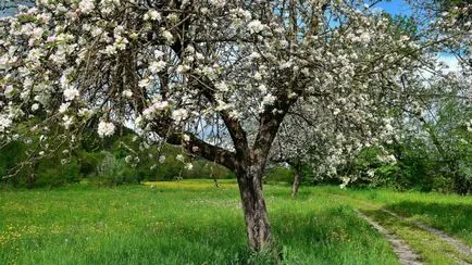 Apple a arborelui - descriere, proprietățile și beneficiile de mere (mere) Măr - descriere, proprietăți și beneficii de mere