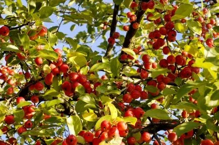 Apple a arborelui - descriere, proprietățile și beneficiile de mere (proprietăți) Măr - descriere, proprietăți și beneficii de mere