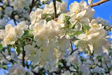 Apple a arborelui - descriere, proprietățile și beneficiile de mere (mere) Măr - descriere, proprietăți și beneficii de mere