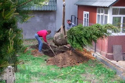 Conifere pentru grădini