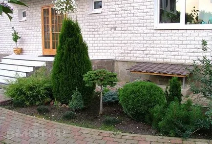 Conifere pentru grădini