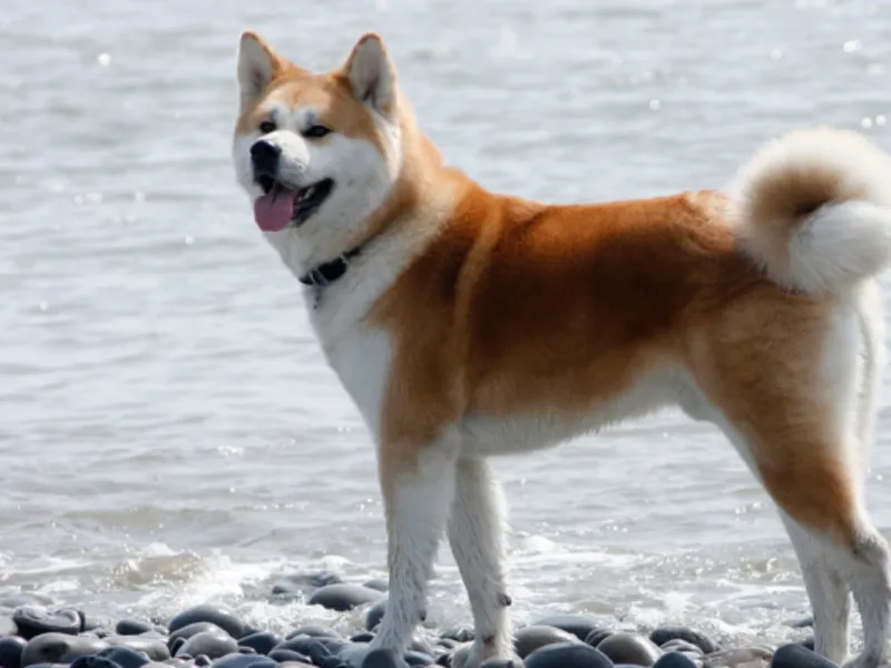 Japoneză istoria Akita câine rasa, descrierea fizică și harkter, conținutul și prețul Ino Akita