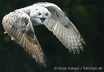 Siberian West Buha (Bubo Bubo sibiricus) Siberia de Vest Buha habitat natura de a fi printre (Bubo) Siberian West Buha (Bubo Bubo sibiricus) Siberia de Vest Buha habitat natura de a fi printre