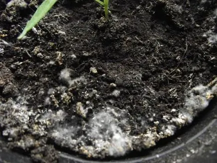 Este verde și acoperit cu un dram de pământ într-o seră - atât seră decontamina solul