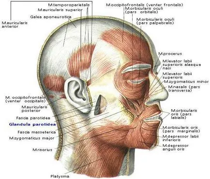 Occipital, frontal, precum și alte părți ale capului (ale craniului) (frontal) Occipital, frontal, precum și alte părți ale capului (ale craniului)