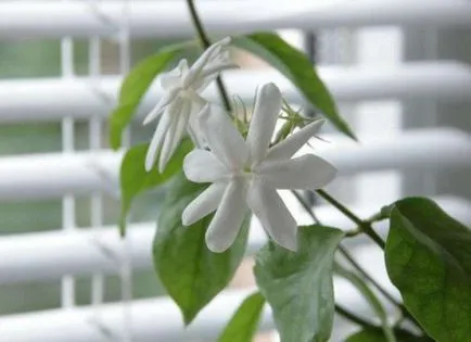 Jasmine plantare de interior, condițiile de creștere, îngrijire de bază