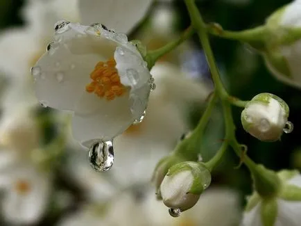 Jasmine - plantare și îngrijire în timp ce crește în grădina lor proprie film (de plantare) Jasmine - plantare și îngrijire în timp ce în creștere în propria video grădină