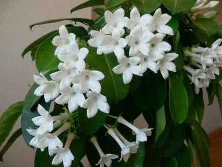 Jasmine plantare de interior, condițiile de creștere, îngrijire de bază