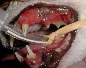 Tartar simptomelor pisici, tratament, prevenire, katantik - pisici și antichități (pisică) Tartar simptomelor pisici, tratament, prevenire, katantik - pisici și antichități