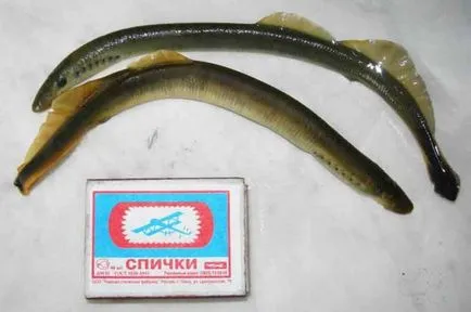 lamprey Groaznic și periculoase