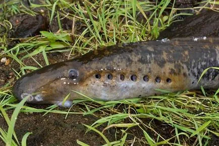lamprey Groaznic și periculoase