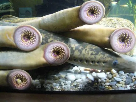 lamprey Groaznic și periculoase