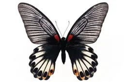 Butterfly ca persoană