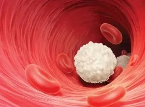 În analiza leucocitele sanguine a crescut În analiza leucocitele sanguine a crescut