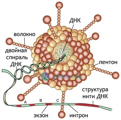 adenoviroze este adenoviroze este