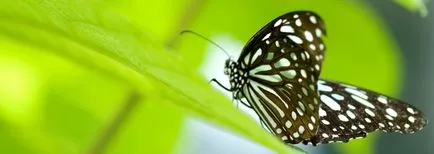 Butterfly ca persoană Butterfly ca persoană