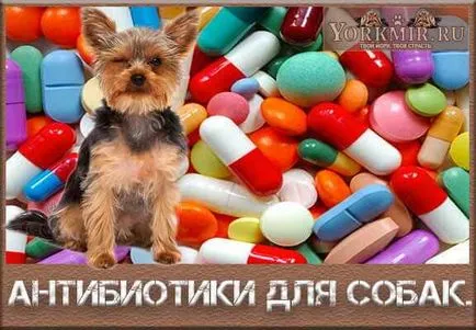 Antibiotice pentru câini Antibiotice pentru câini
