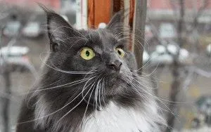Pisici rase scumpe