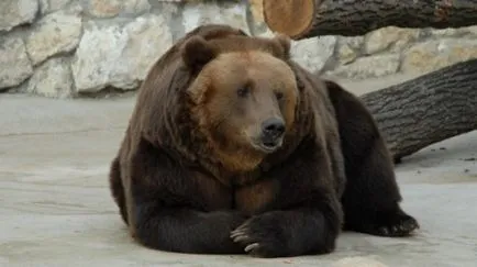 Cum să mănânce un urs