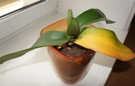 De ce foaie galben la Orchid De ce foaie galben la Orchid