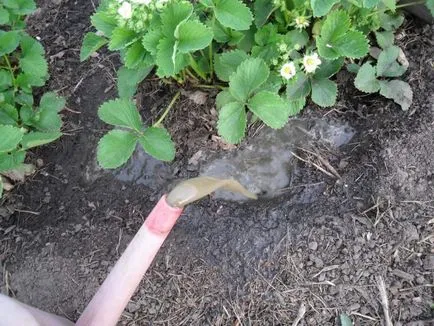 Când și cum să se hrănească o căpșună