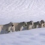 rase de câini irlandezi rase de câini irlandezi
