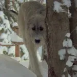 rase de câini irlandezi rase de câini irlandezi