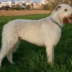 rase de câini irlandezi rase de câini irlandezi