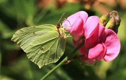 Butterfly este cine sau ce