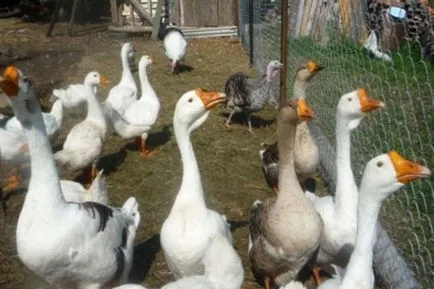 Cum să crească gâște