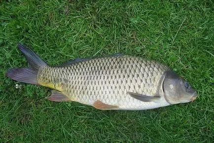 Fly-pescuit tijă, care este