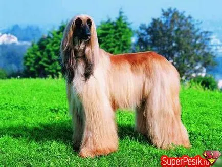 câine frumos mare