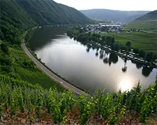 Ce este Riesling
